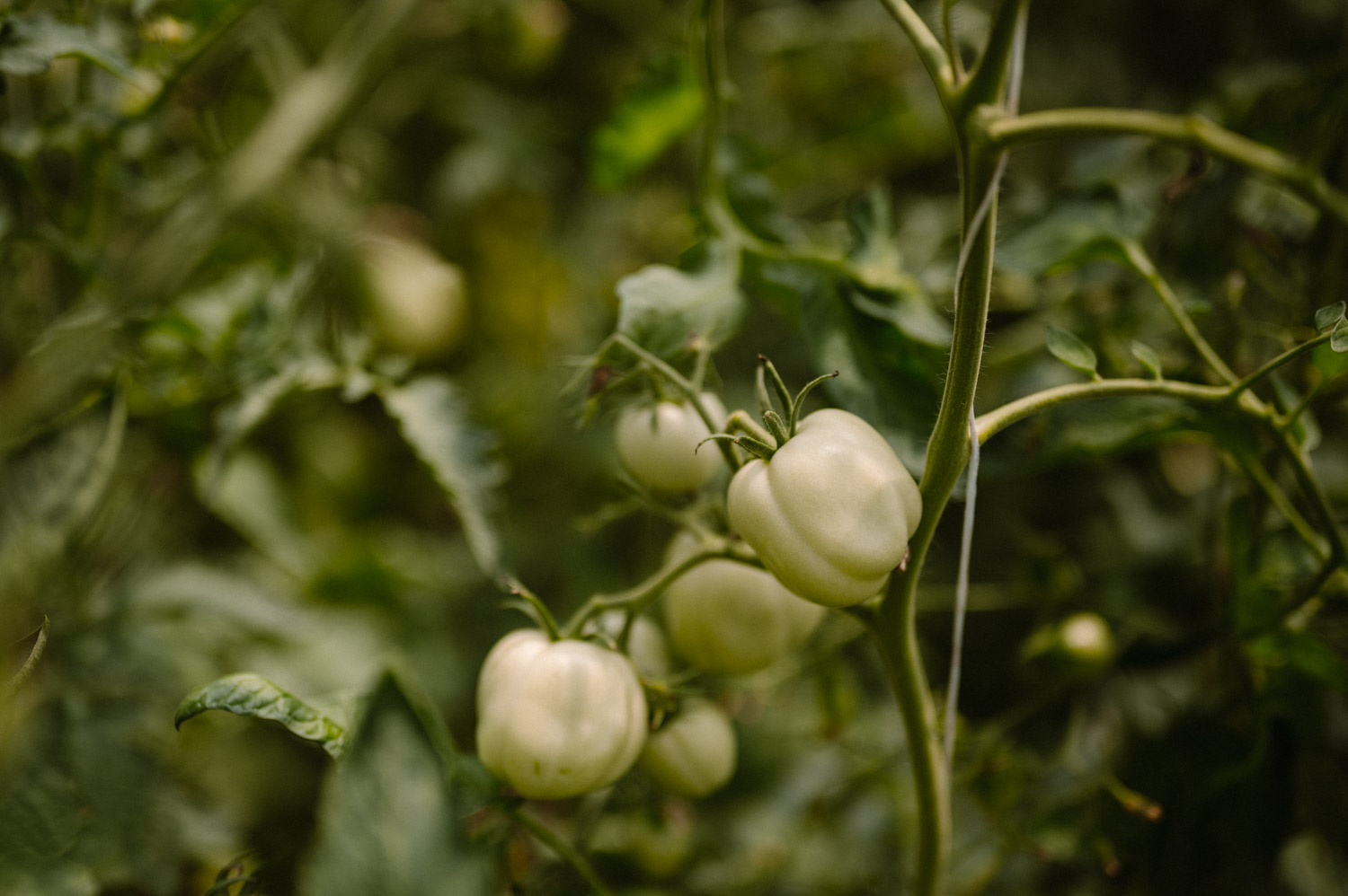 mini sesja w szklarni