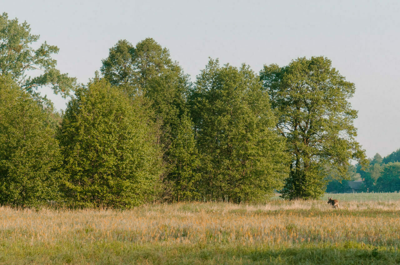 krajobraz poleskiego parku z łosiem