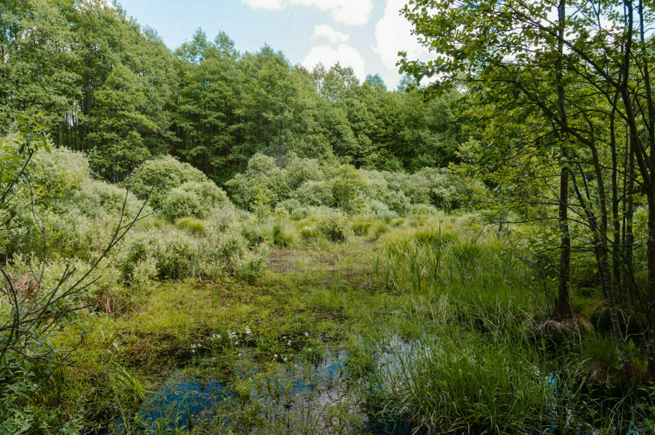 bagno Bubnów w poleskim parku narodowym
