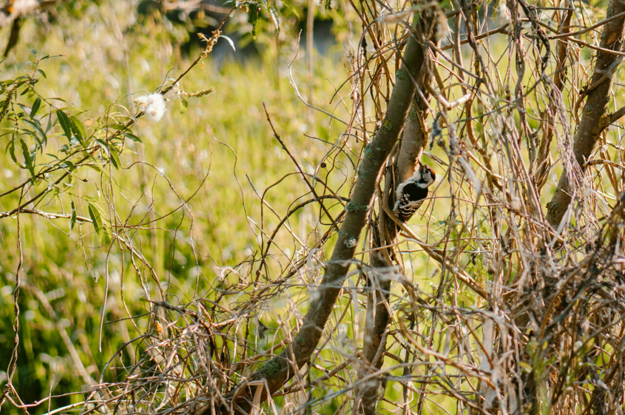 dzięcioł wśród zarośli