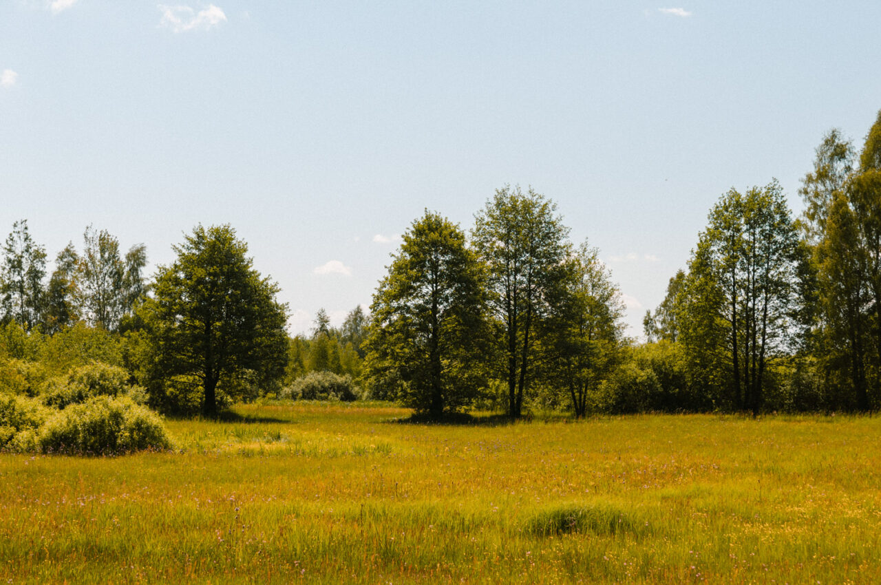 bagienny krajobraz polesia