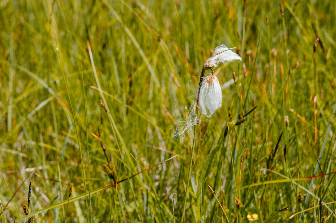 wełnianka pochwowata na łące