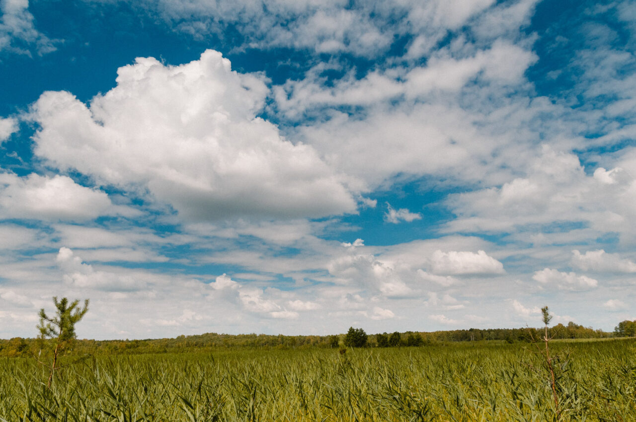 krajobraz poleskich bagien i błękitu nieba