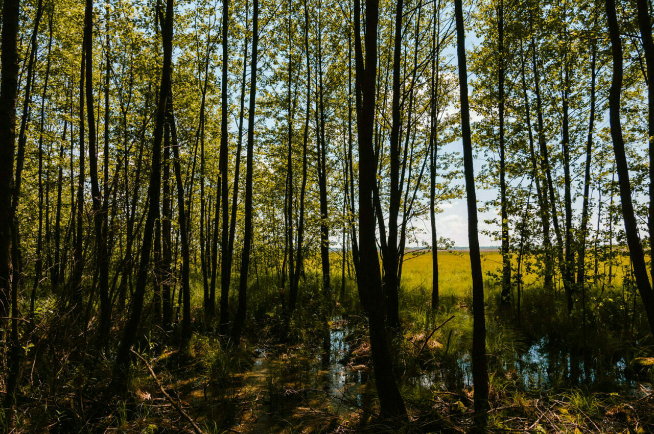 krajobraz poleskich bagien