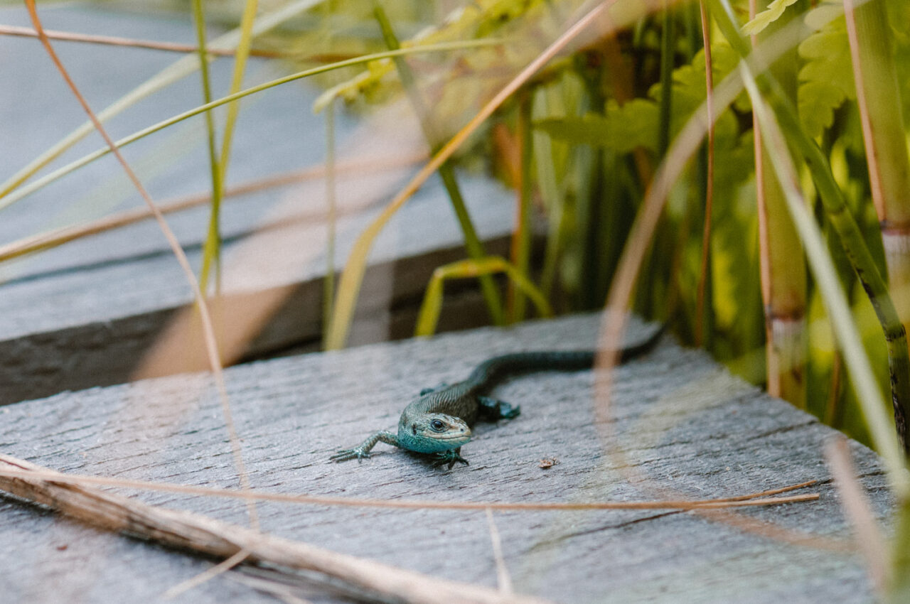 seledynowa jaszczurak na drewnianej kładce wśród roślin