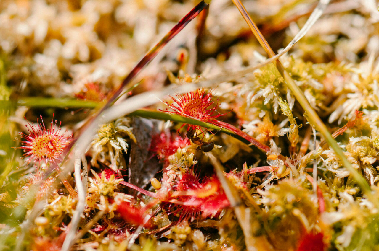 rosiczka okrągłolistna i mrówka