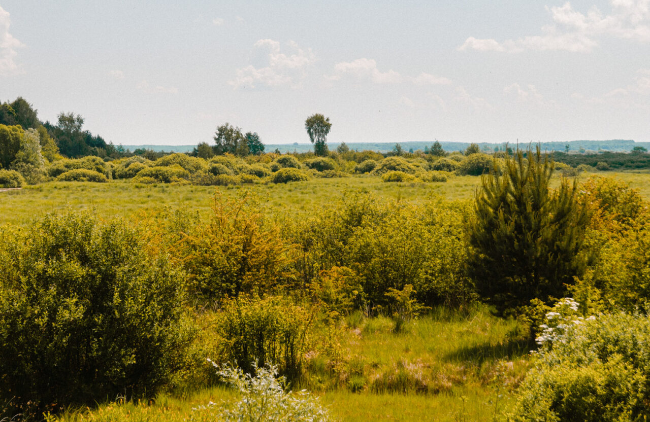 krajobraz w poleskim parku narodowym