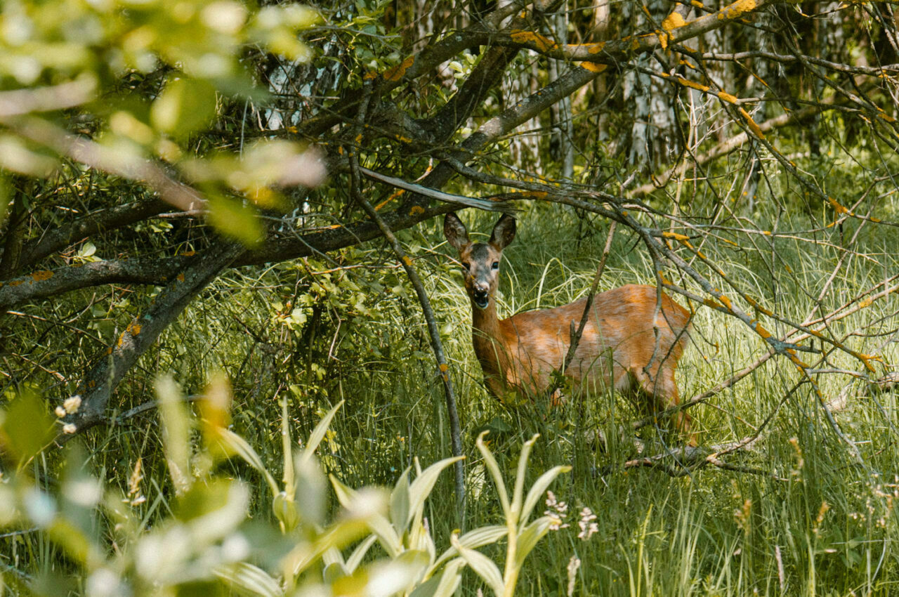 sarna wśród zarośli w lesie